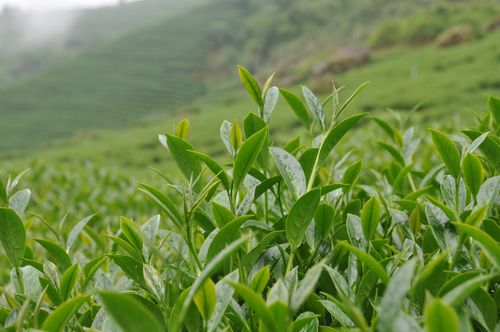 網(wǎng)上買茶靠譜嗎？怎樣才能在網(wǎng)上買到好茶？看完漲知識(shí)了