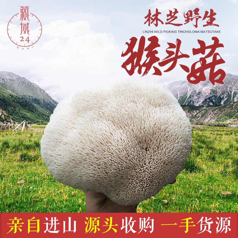 野生猴頭菇需要多少錢一斤？猴頭菇哪里有賣？