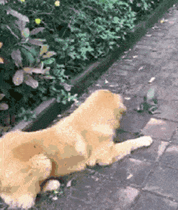 汪星人：你沒發現我一直站在你身后嗎？.gif