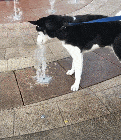 太渴了，這水還能噴，趕緊喝.gif