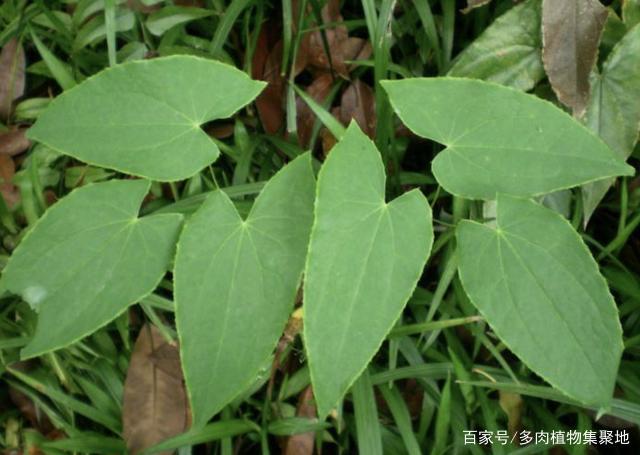 潮濕的山林中，有1種“淫羊藿”，100元1斤不好買，珍貴、值錢！