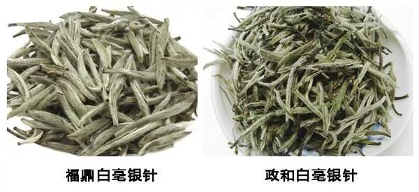 為什么如今喝白茶的人越來越多了？
